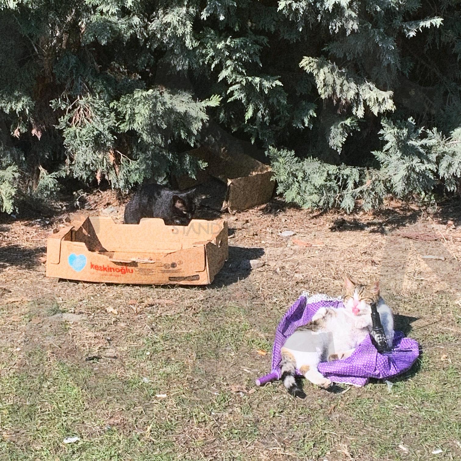 터키의 고양이 | 고양이, 동물, 터키, 풀밭, 풀숲, 박스, 자연 | 스탠바이 STANDBUY 디지털 콘텐츠