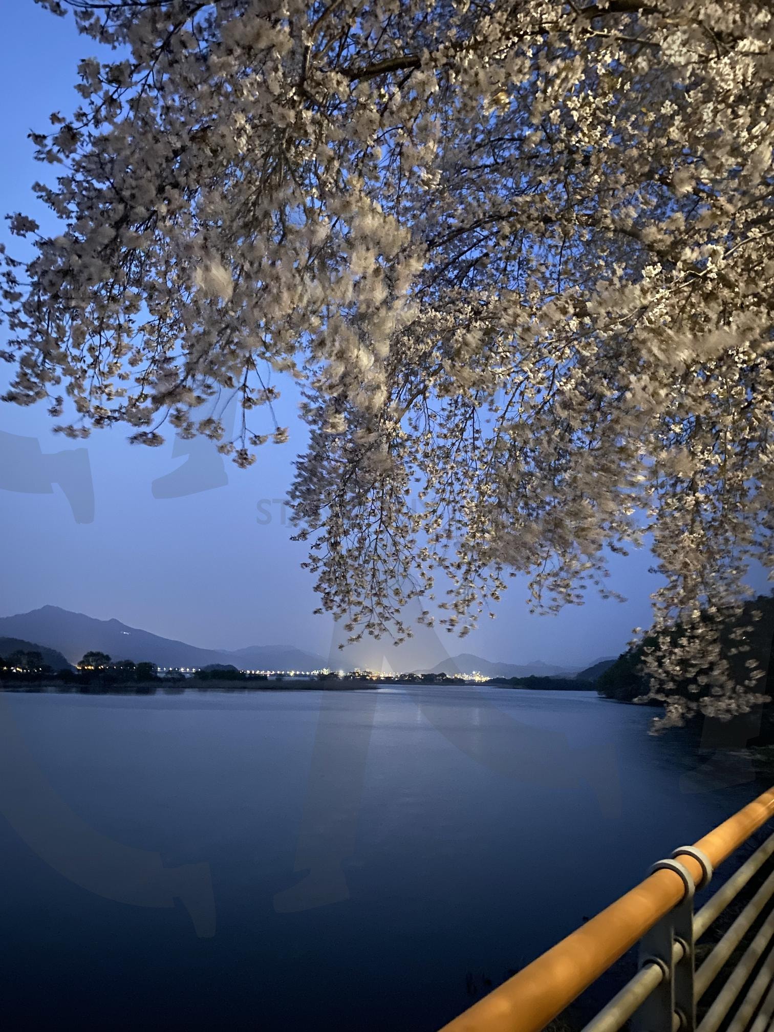 팔당댐과 벚꽃 | 팔당댐, 야경, 경기도, 대한민국, 서울 | 스탠바이 STANDBUY 디지털 콘텐츠