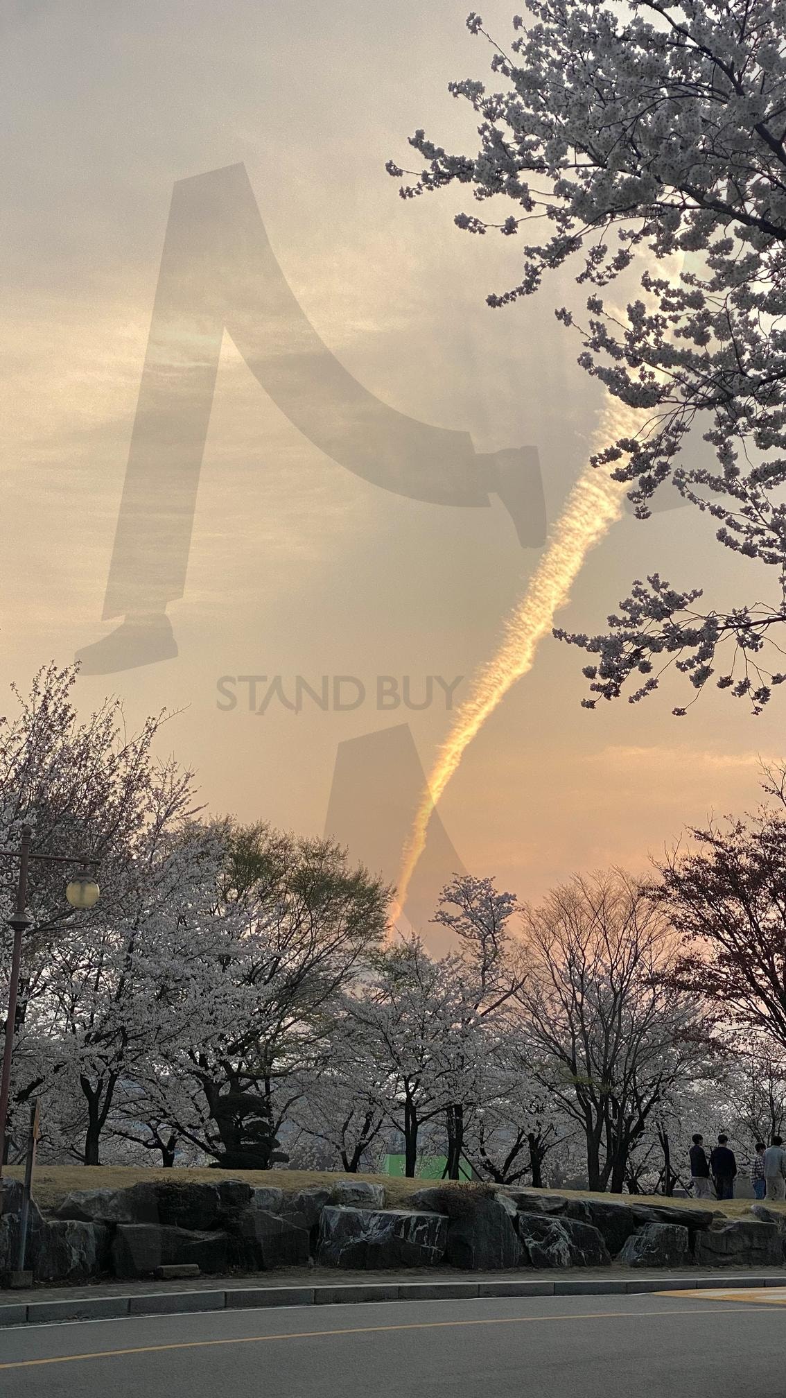 벚꽃과 알 수 없는 공중 흔적 | 벚꽃, 노을, ufo, 비행기, 봄 | 스탠바이 STANDBUY 디지털 콘텐츠