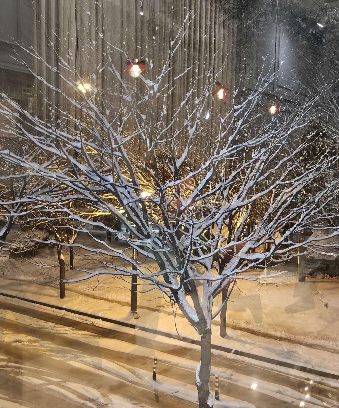 겨울 나무 | 눈, 나무, 아름다운것들, 눈나무, 설날 | 스탠바이 STANDBUY 디지털 콘텐츠