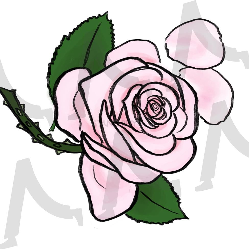 옅은 분홍 장미(pink rose) | 장미, 꽃, 그림, 드로잉, 분홍색, 꽃잎, 장미꽃, 일러스트 | 스탠바이 STANDBUY 디지털 콘텐츠