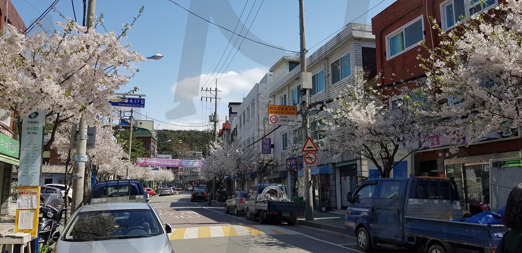 벚꽃이 만개한 길목 | 벚꽃, 봄, 거리, 골목, 낮, 맑은 날씨, 꽃, 봄꽃 | 스탠바이 STANDBUY 디지털 콘텐츠