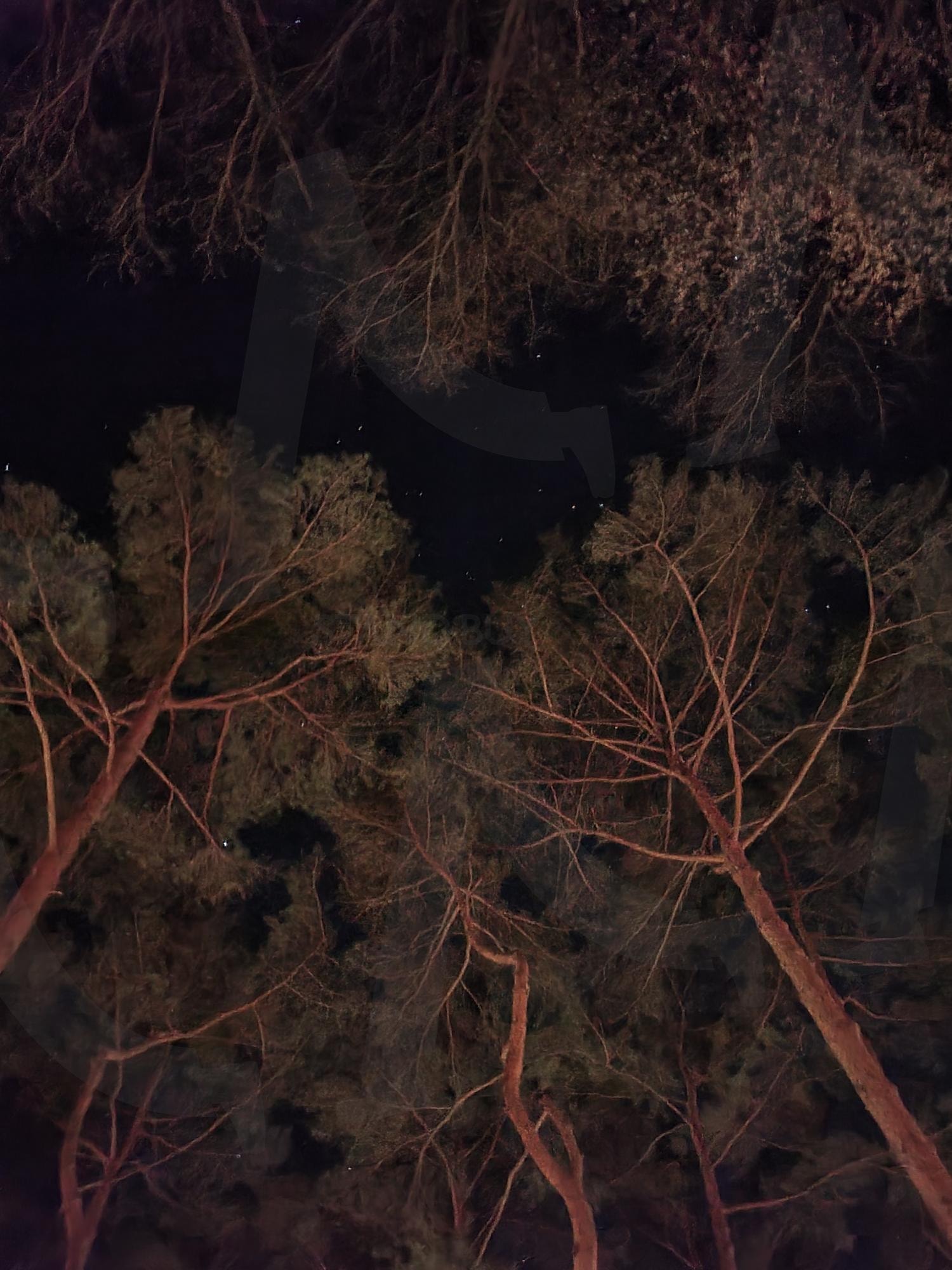 밤하늘 아래 소나무 숲 | 밤하늘, 소나무숲, 별빛, 야경, 자연풍경, 고요함, 나무실루엣, 밤의정취, 숲속감성, 자연의아름다움, 조용한밤, 별이빛나는밤, 밤공기, 힐링사진, 밤풍경, 심신안정, 몽환적인분위기, 자연치유, 산책로, 조용한쉼터 | 스탠바이 STANDBUY 디지털 콘텐츠