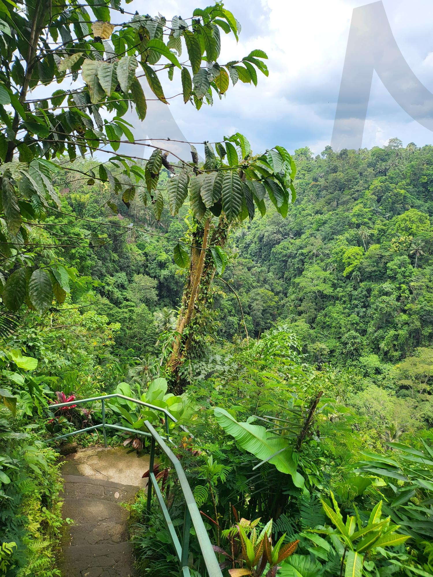 열대 우림 속 비밀의 길 | 열대우림, 정글트레킹, 자연탐험, 녹색풍경, 힐링여행, 숲속산책로, 발리자연, 이국적인풍경, 에코 투어, 신비로운길, 발리 연경관, 열대정글, 오솔길, 트레킹코스, 비밀의정원, 생태여행, 자연보호구역, 녹음이우거진 숲, 모험여행, 휴양지, 친환경여행, 초록빛자연, 계단길, 탐험가의길, 생태계, 동남아여행, 열대식물, 에코트레일, 자연치유, 공기맑은곳, 조용한여행지, 비오는숲, 평온한풍경, 녹색지대, 숲속명소, 힐링명소, 명상여행, 비밀스러운장소 | 스탠바이 STANDBUY 디지털 콘텐츠