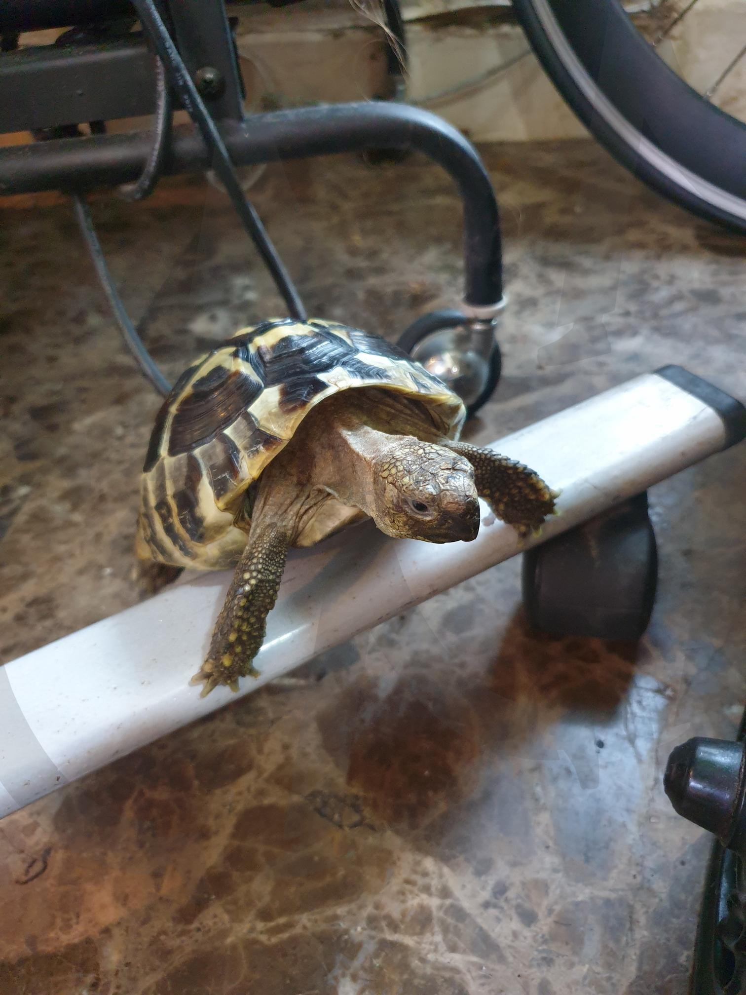 거북이 | 거북이, 땅거북이, 애기거북이, 동헤르만육지거북이, 서헤르만거북이 | 스탠바이 STANDBUY 디지털 콘텐츠