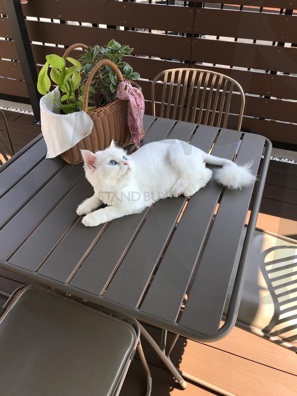 고양이 | 고양이, 옥상, 페르시안, 파란눈, 예쁜고양이 | 스탠바이 STANDBUY 디지털 콘텐츠