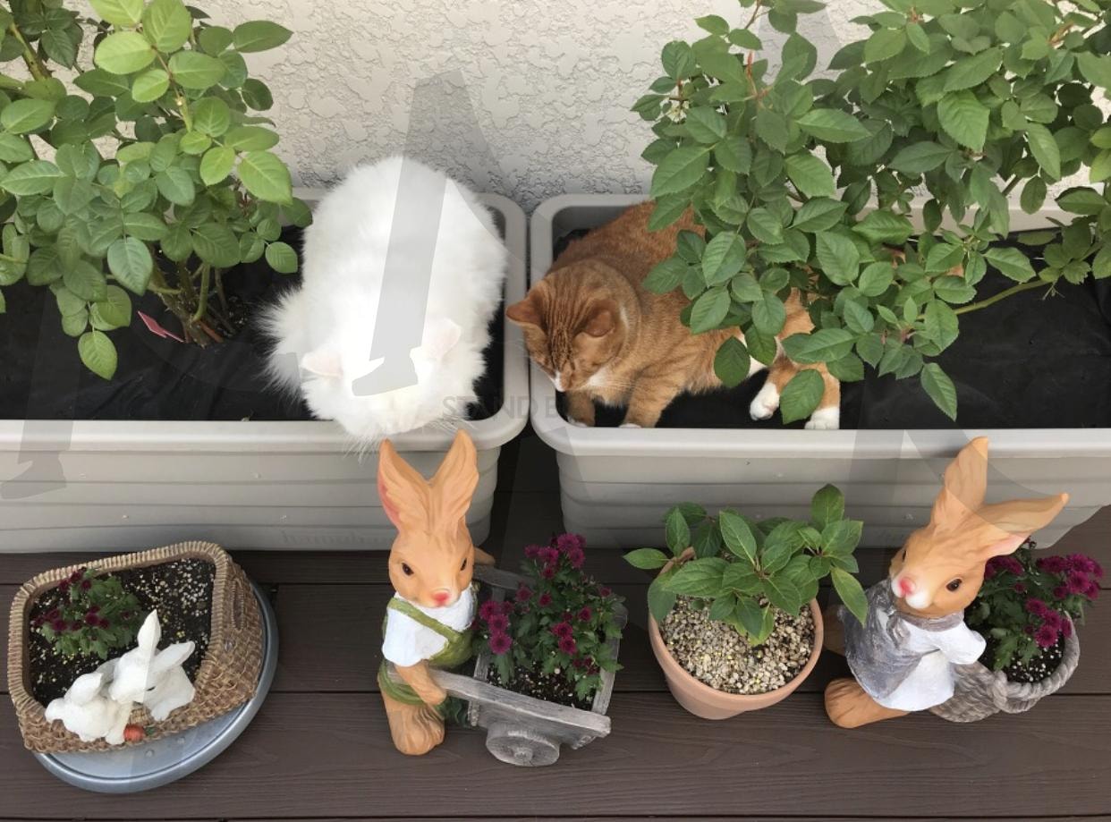 고양이 | 고양이, 옥상테라스, 화분, 한가로운오후, 귀여운고양이 | 스탠바이 STANDBUY 디지털 콘텐츠