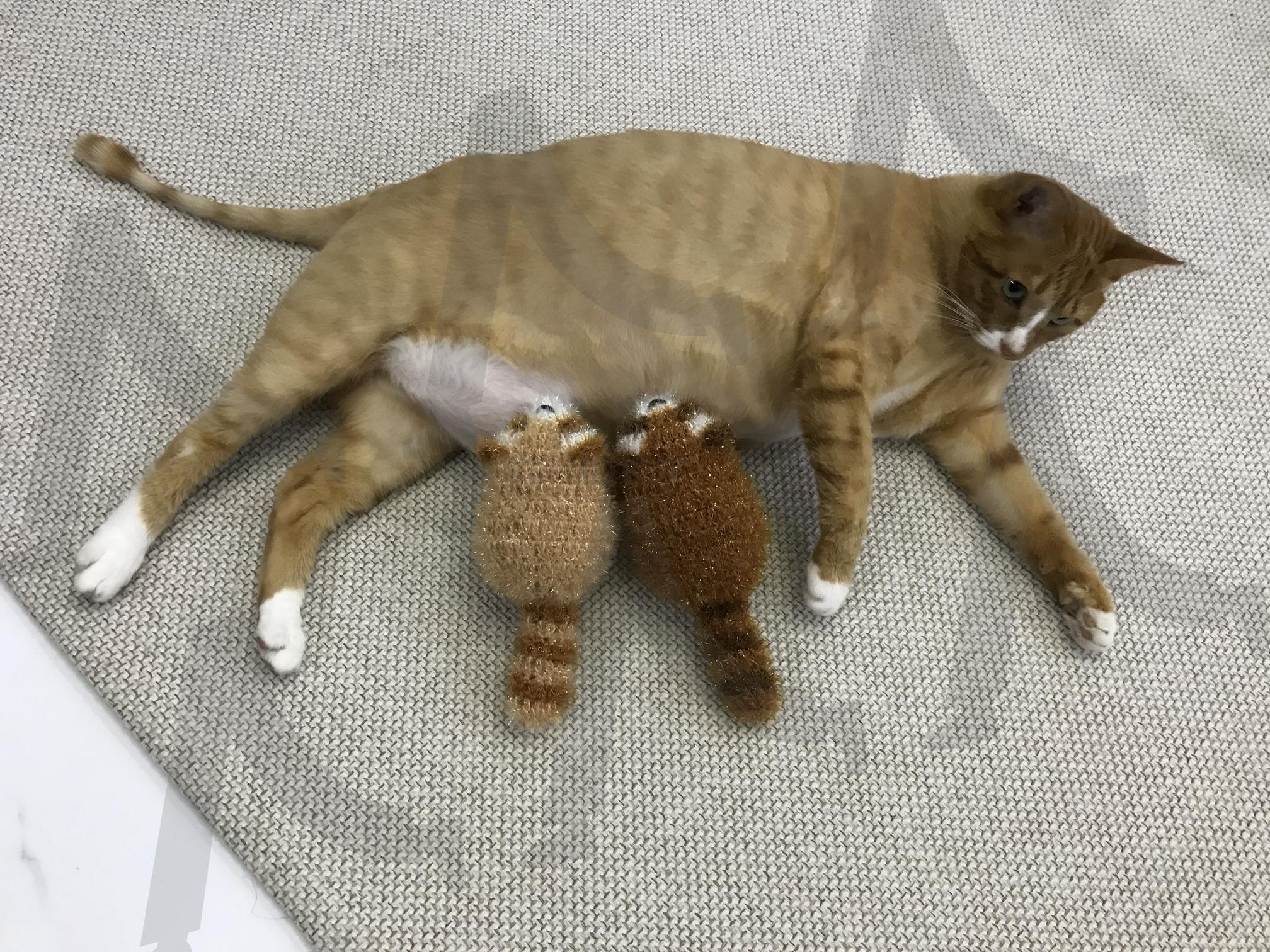 고양이 | 고양이, 이여유로움, 장난, 수세미, 고양이와새끼들 | 스탠바이 STANDBUY 디지털 콘텐츠