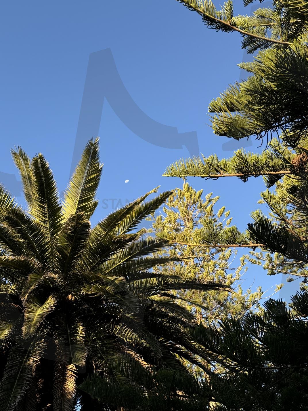 Tree with sky | nature in Australia, tree with clear sky, sky Australia, Cottesloe Beach, perth | 스탠바이 STANDBUY 디지털 콘텐츠