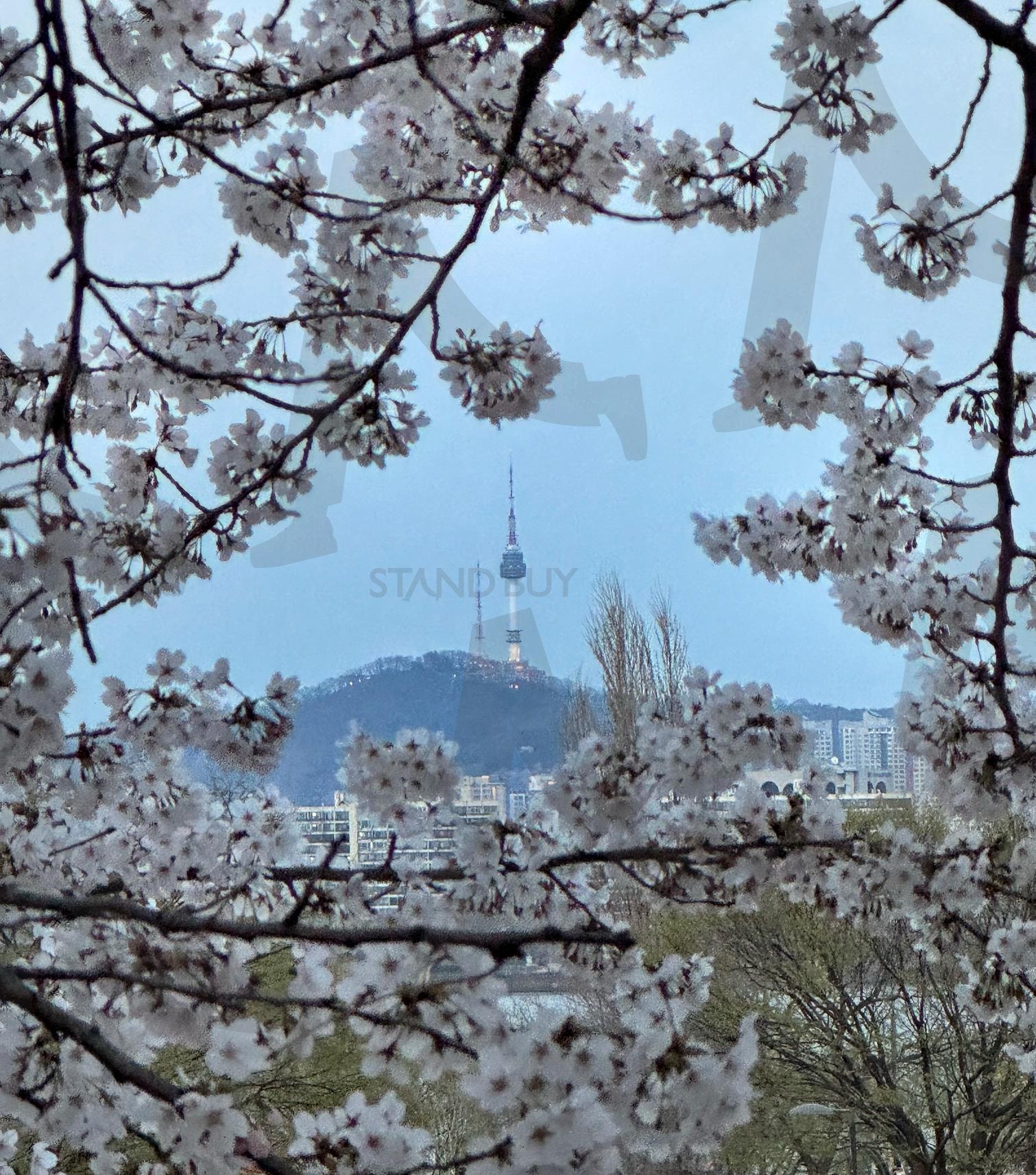 Seoul N tower in Spring | cherry blossom with N tower in Seoul, Seoul N tower, Seoul Namsan Tower, cherry blossom in Seoul, Seoul in spring | 스탠바이 STANDBUY 디지털 콘텐츠