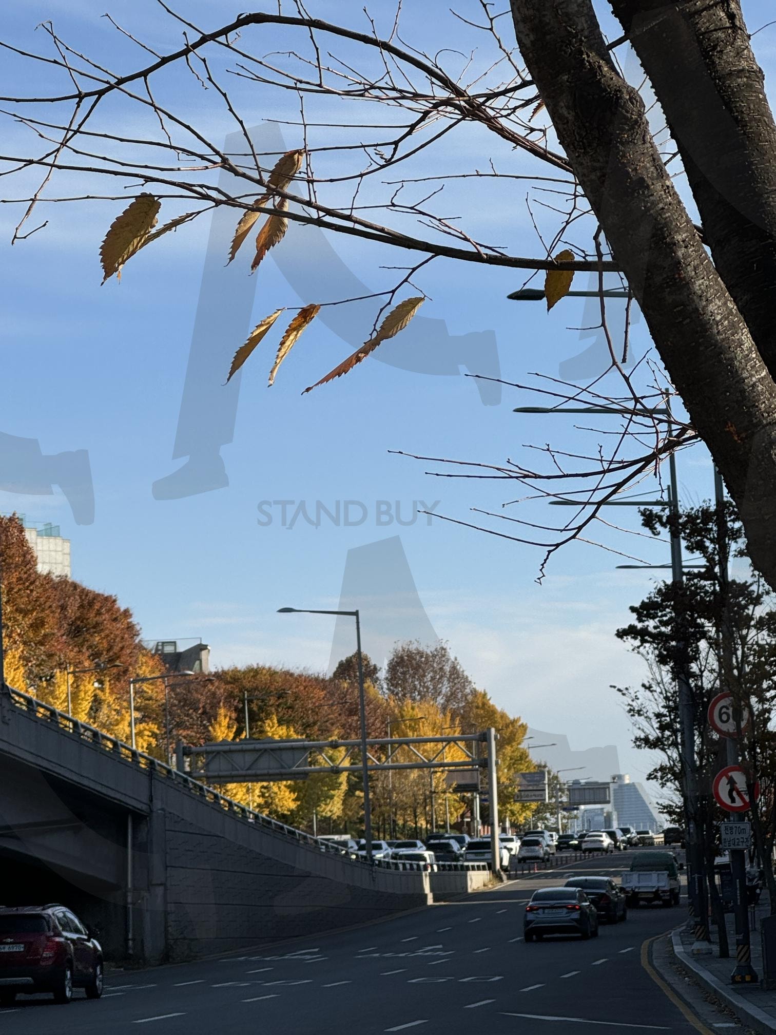 Fall season in Seoul | Fall in Seoul, brownish leaves, clear sky with leaves, Seoul in Autumn, yellowish trees alomg a road | 스탠바이 STANDBUY 디지털 콘텐츠