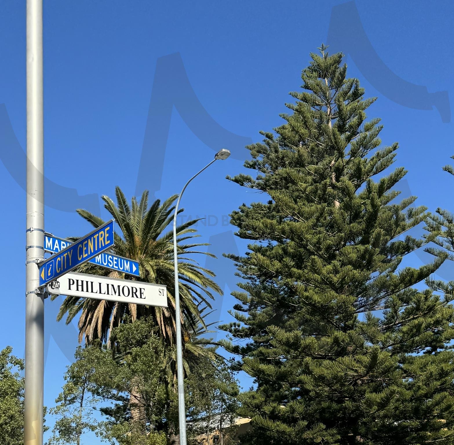 Tree with street sign | nature in Perth, trees with street sign, palm tree with clear sky, Perth trees, Australia | 스탠바이 STANDBUY 디지털 콘텐츠
