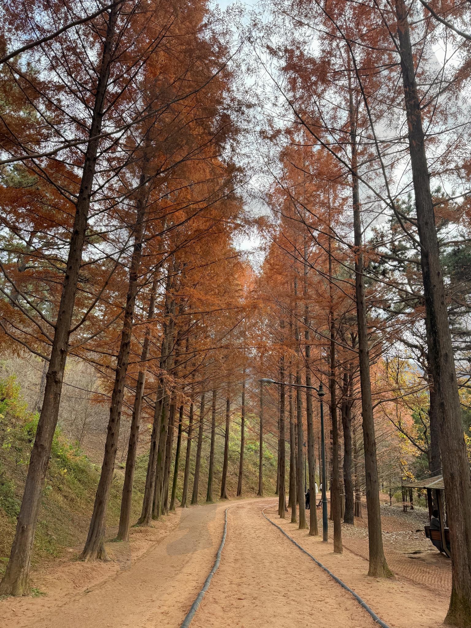 가을 | 가을, 숲길, 나무, 자연, 단풍, 단풍잎, 늦가을, 수목원 | 스탠바이 STANDBUY 디지털 콘텐츠
