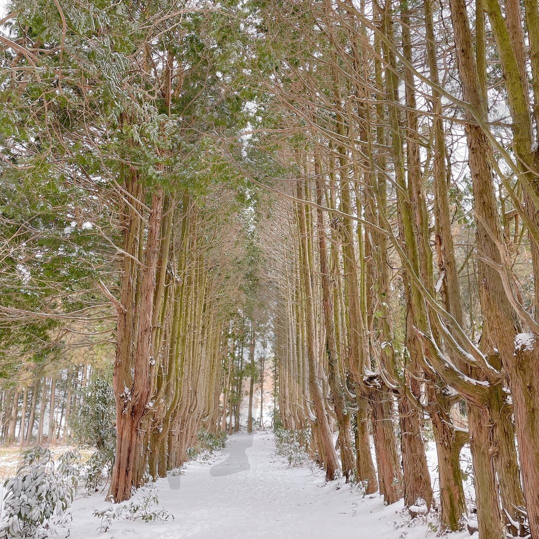 눈 내리는 제주 숲길 | 제주, 숲, 눈, 숲길, 제주도 | 스탠바이 STANDBUY 디지털 콘텐츠