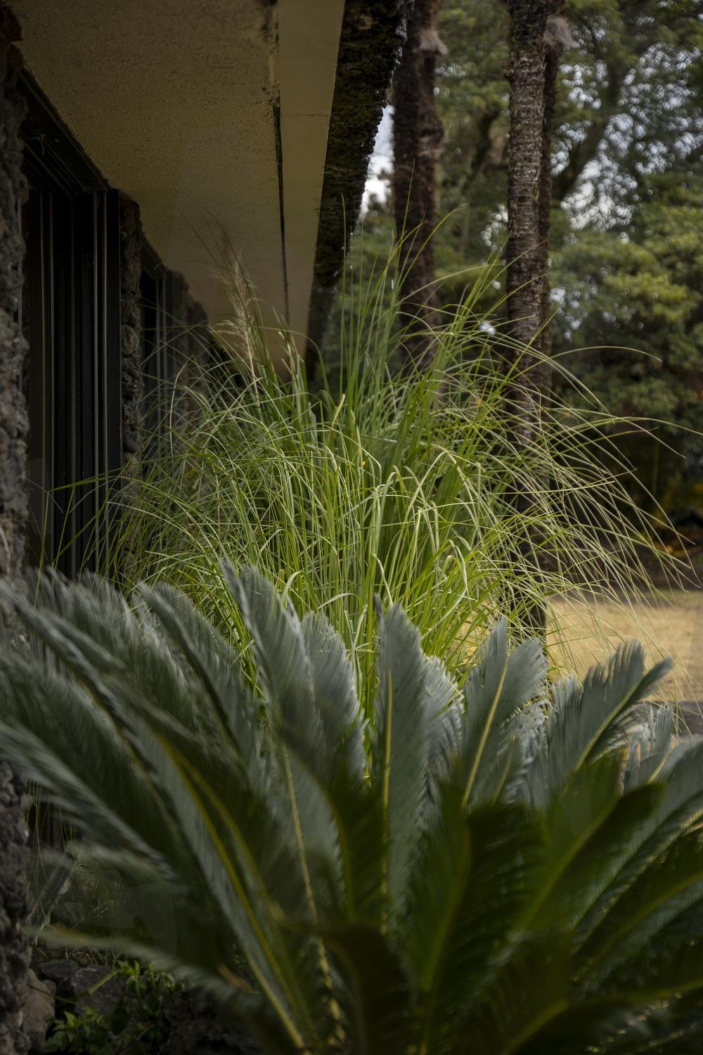 녹음이 가득한 정원 | 제주, 카페, 제주도, 나무, 조경 | 스탠바이 STANDBUY 디지털 콘텐츠