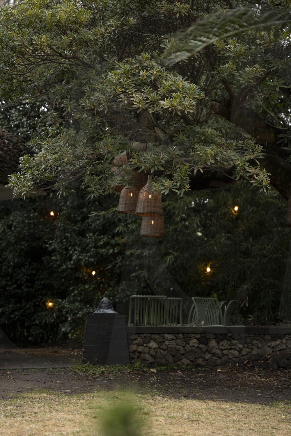 녹음이 가득한 정원 | 여행, 제주, 제주도, 카페, 녹음, 나무, 조경 | 스탠바이 STANDBUY 디지털 콘텐츠