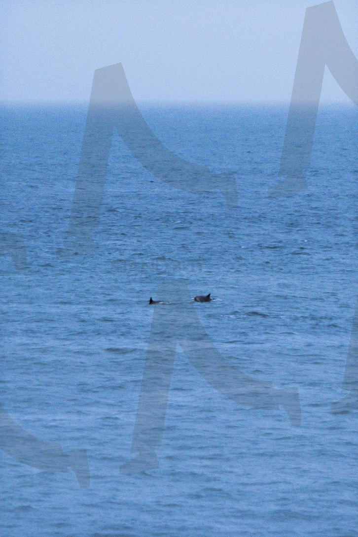 도구리알 | 도구리알, 돌고래, 바다, 제주도, 제주, 해변 | 스탠바이 STANDBUY 디지털 콘텐츠