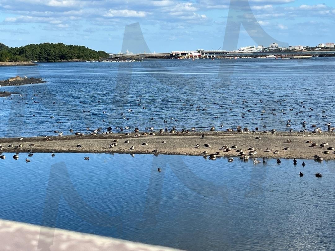 갈매기 천국 | 갈매기, 갈매기무리, 제주도, 여행, 행복, 낭만, 우정 | 스탠바이 STANDBUY 디지털 콘텐츠