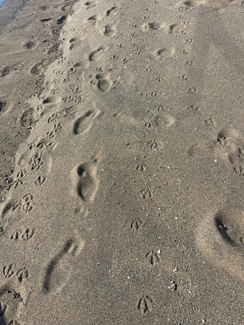 발자취(1) | 발자취, 행복, 제주도, 아침, 산책, 아침산책, 성실 | 스탠바이 STANDBUY 디지털 콘텐츠