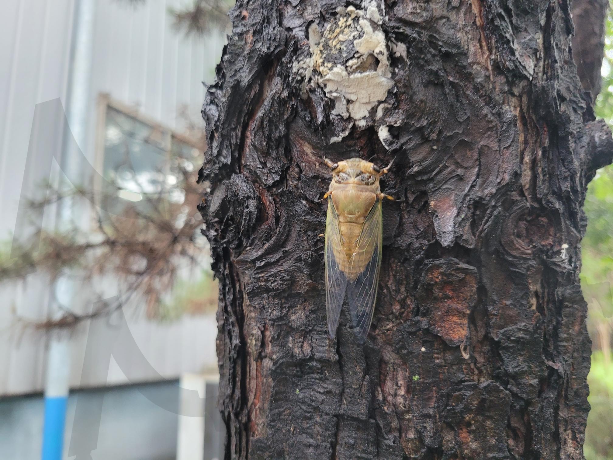 갓 번데기에서 나온 매미 | 매미, 나무, 자연, 곤충, 여름, 생태계 | 스탠바이 STANDBUY 디지털 콘텐츠