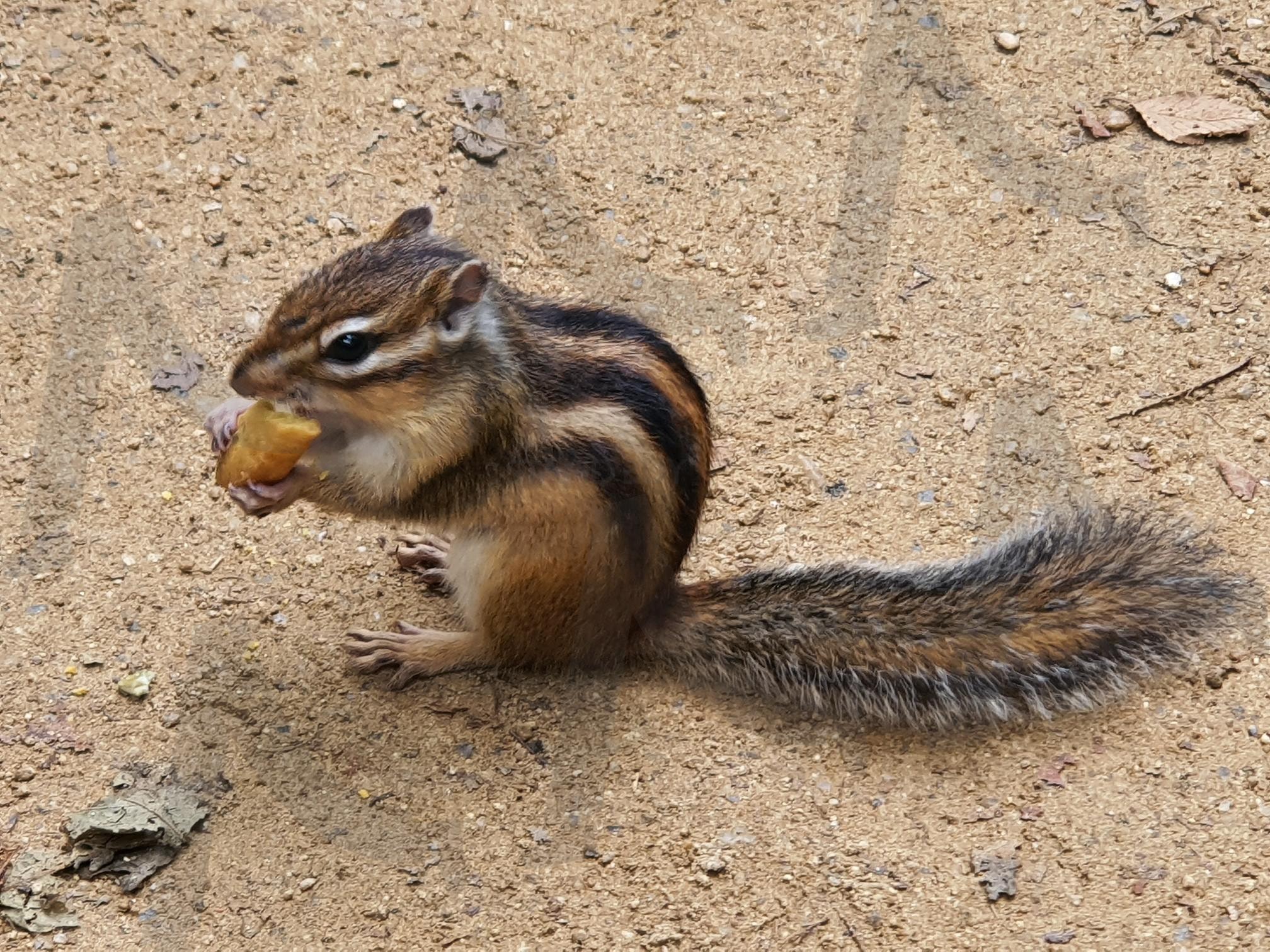 강원도에서 마주친 다람쥐 | 강원도, 다람쥐, 먹이를먹는다람쥐, 가까이에서근접촬영, 귀여운 다람쥐 | 스탠바이 STANDBUY 디지털 콘텐츠