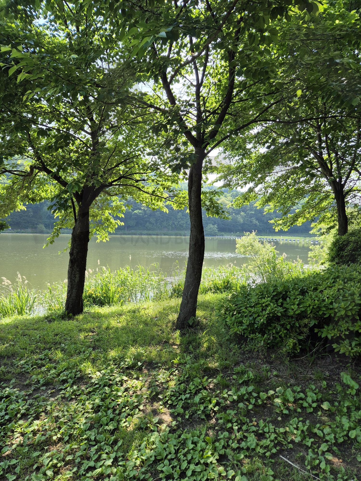 여름의 반짝임 | 여름, 나무, 여름풍경, 공원, 산책, 호수 | 스탠바이 STANDBUY 디지털 콘텐츠