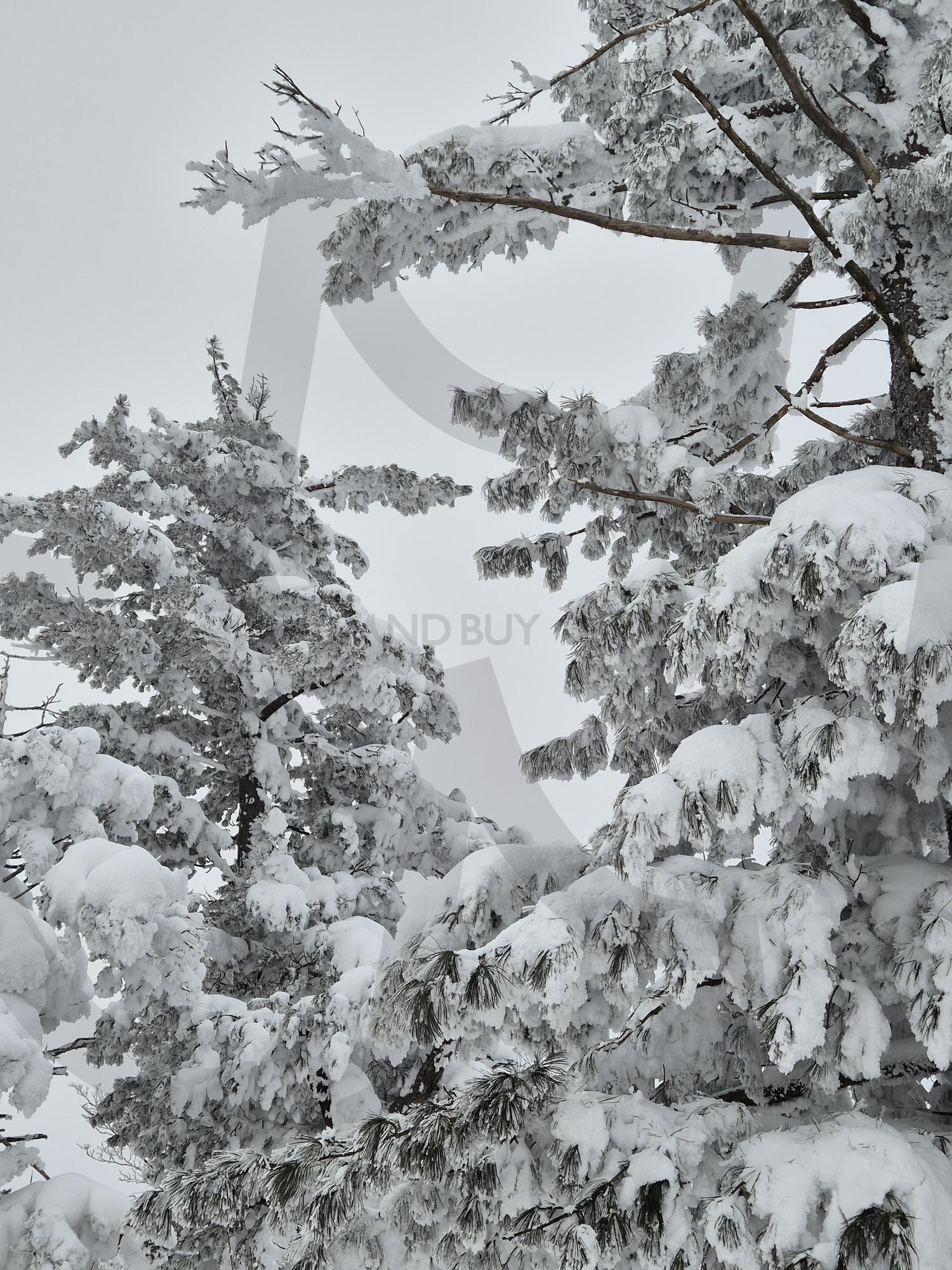 무주덕유산의 상고대 | 무주, 덕유산, 상고대, 눈꽃, 상고대풍경, 겨울, 겨울풍경 | 스탠바이 STANDBUY 디지털 콘텐츠