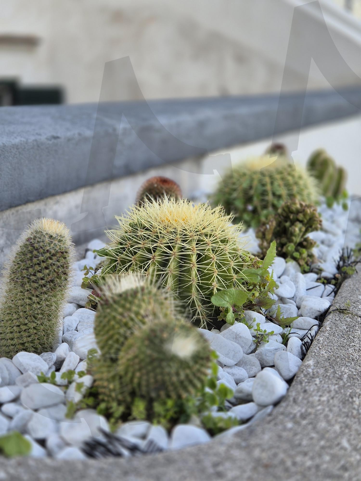무서운 귀요미 | 선인장, 다육이, 식물, 나무, plant | 스탠바이 STANDBUY 디지털 콘텐츠