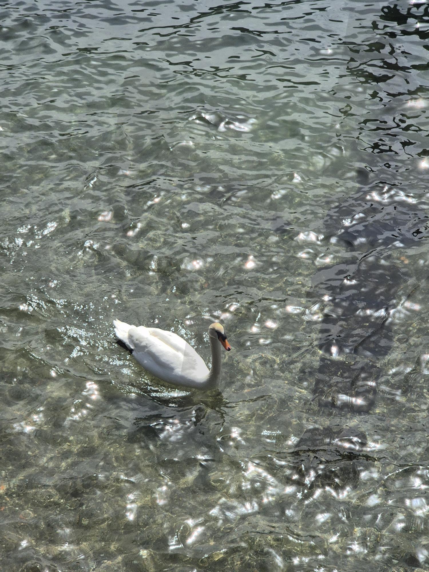 예쁜거+예쁜꺼(2) | 백조, 호수, 백조의호수, 윤슬, 꼬모, 이탈리아 | 스탠바이 STANDBUY 디지털 콘텐츠
