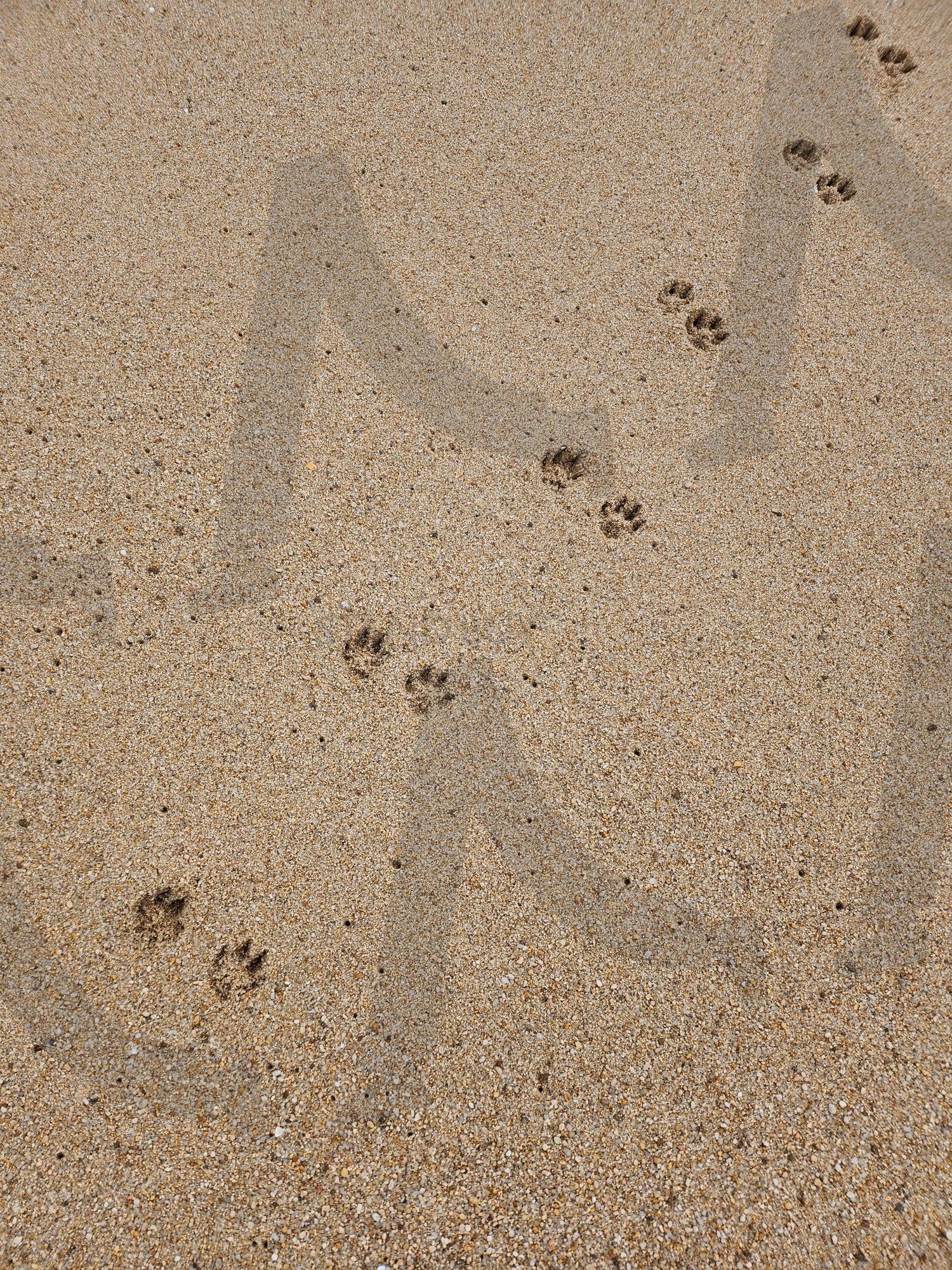 이토토 발자국 | 강아지, 발자국, 해변, 강아지발자국, 모래, 모래사장 | 스탠바이 STANDBUY 디지털 콘텐츠