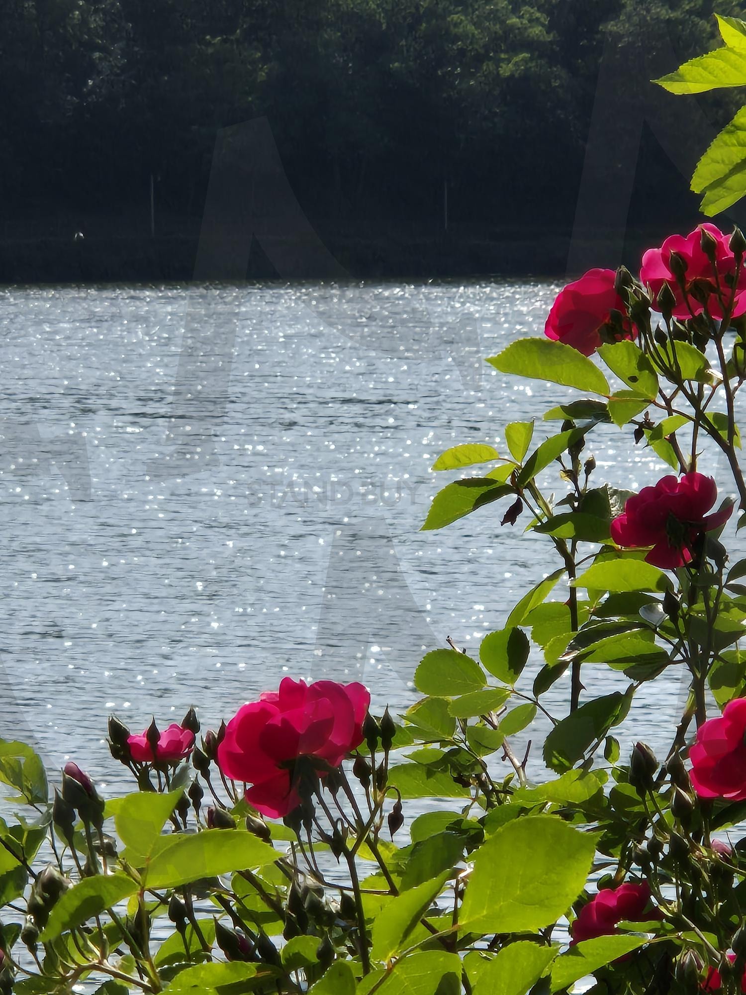 예쁜거+예쁜거 | 윤슬, 장미, 봄, 빨간장미, 호수, 윤슬사진 | 스탠바이 STANDBUY 디지털 콘텐츠