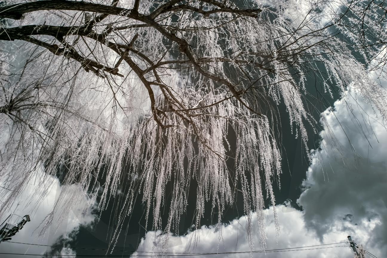 우연한 만남 | 우연, 만남, 우연한만남, 구름, 하늘, 버드나무 | 스탠바이 STANDBUY 디지털 콘텐츠