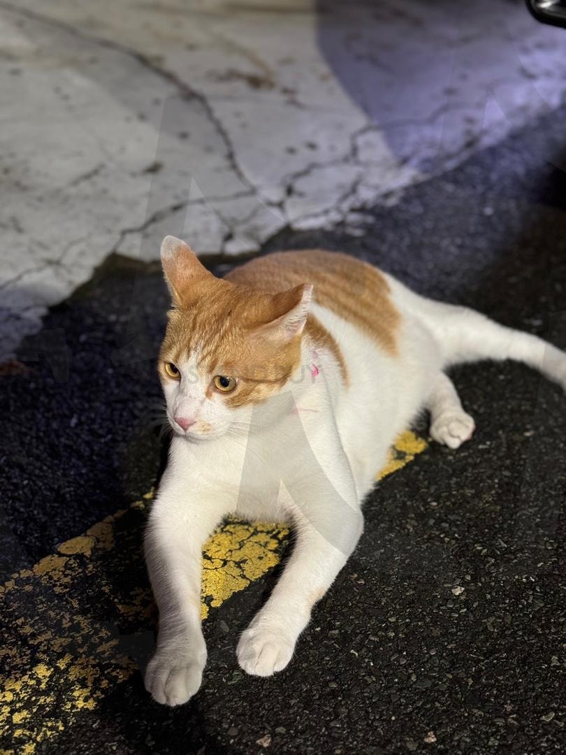 길가의 고양이(a cat on the side of the road) | 길가, 고양이, 밤, Road, cat, night | 스탠바이 STANDBUY 디지털 콘텐츠