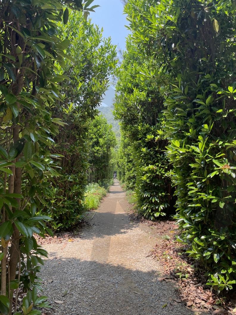 낮시간의 숲속 산책로(a day-time forest trail) | 낮, 숲속, 산책로, daytime, Walkway, forest | 스탠바이 STANDBUY 디지털 콘텐츠