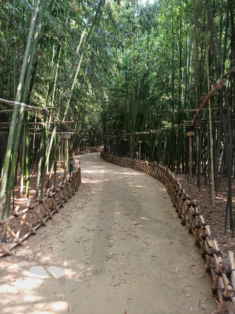 대나무 숲(a bamboo forest) | 대나무, 시원한, 숲, bamboo, cool, forest | 스탠바이 STANDBUY 디지털 콘텐츠