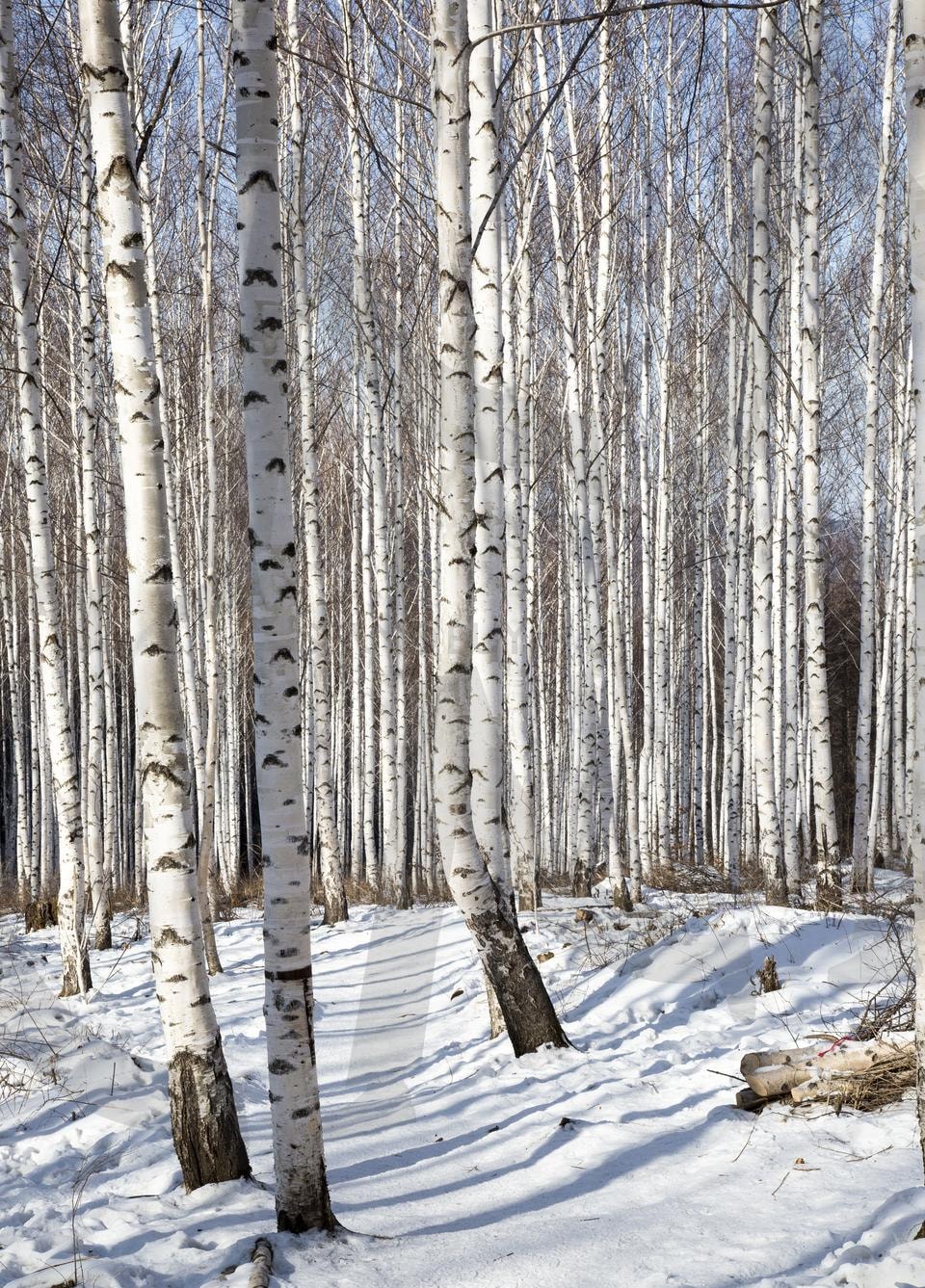인제 원대리 자작나무 숲 | 인제, 원대리, 자작나무숲, 자작나무, 숲, 힐링명소, 힐링, 자연, 공기, 깨끗 | 스탠바이 STANDBUY 디지털 콘텐츠