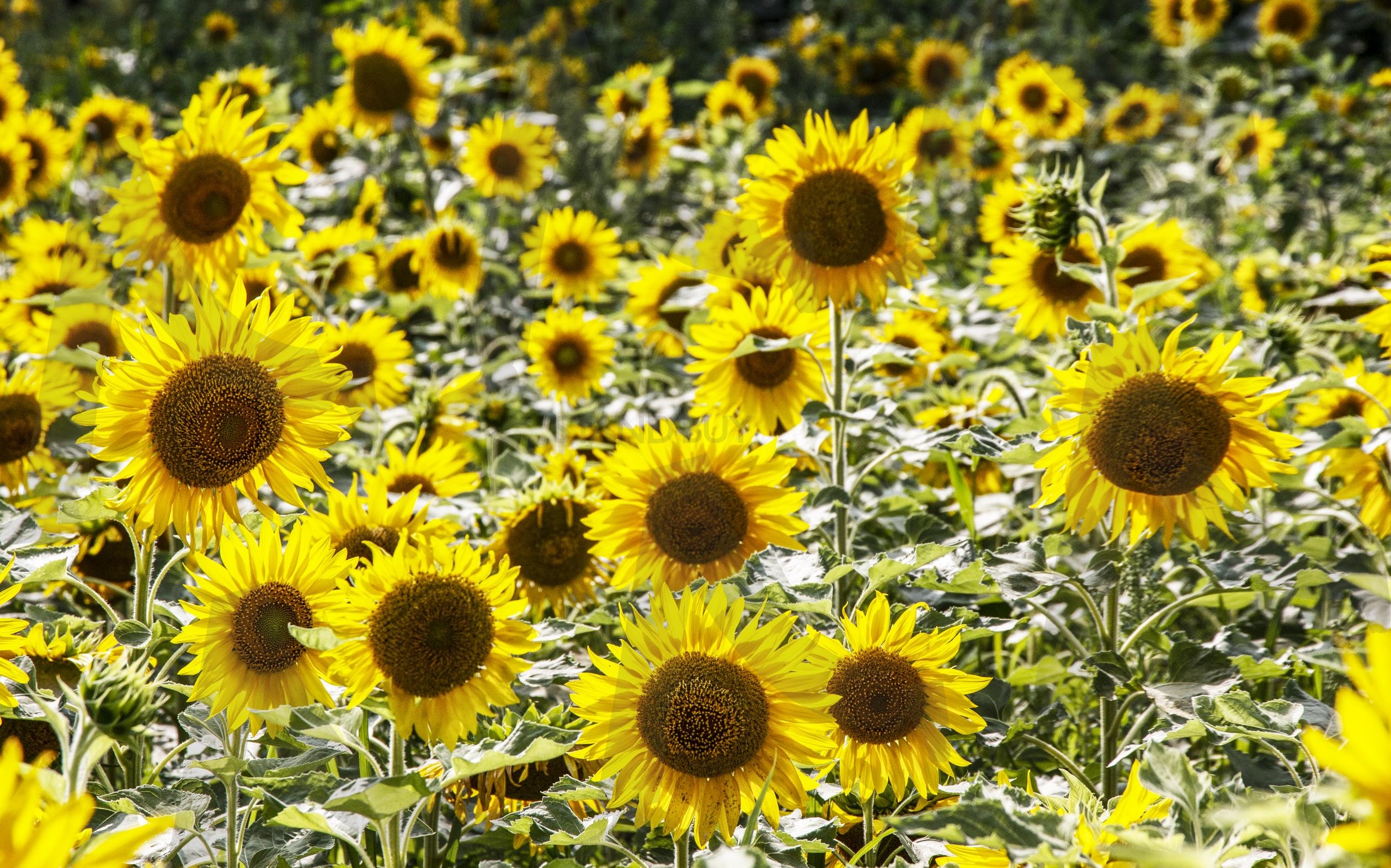 해바라기 | 해바라기, Sunflower, 연인, 태양, 꽃 | 스탠바이 STANDBUY 디지털 콘텐츠