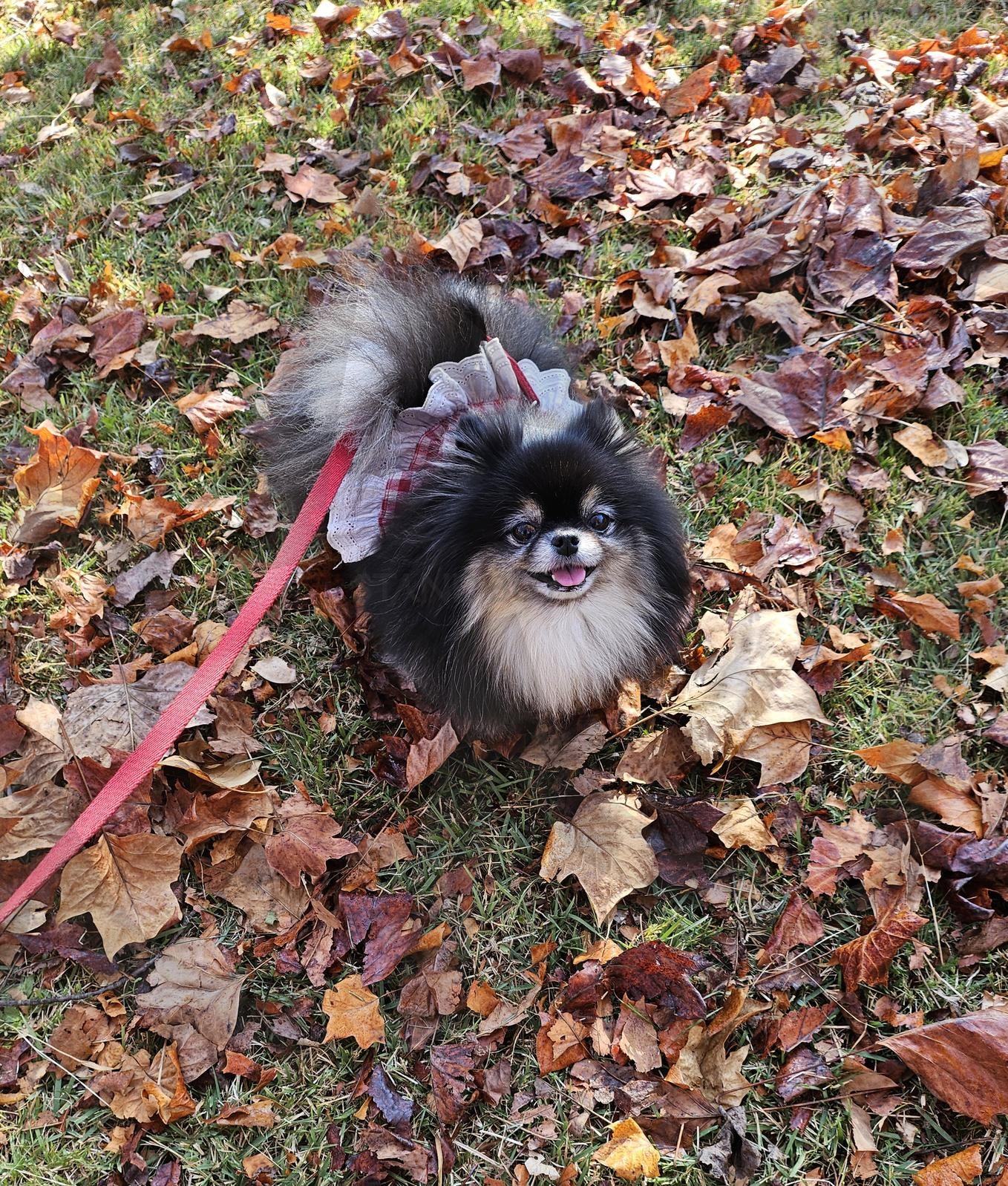 가을단풍을 즐기는 강아지 | 포메라이언, 강아지, 단풍, 가을, 산책, 행복, 여유로움, 미소 | 스탠바이 STANDBUY 디지털 콘텐츠