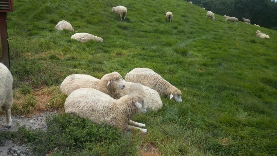 평화로운 양떼 | 휴식, 양, 평화로움, 가을, 잔디 | 스탠바이 STANDBUY 디지털 콘텐츠