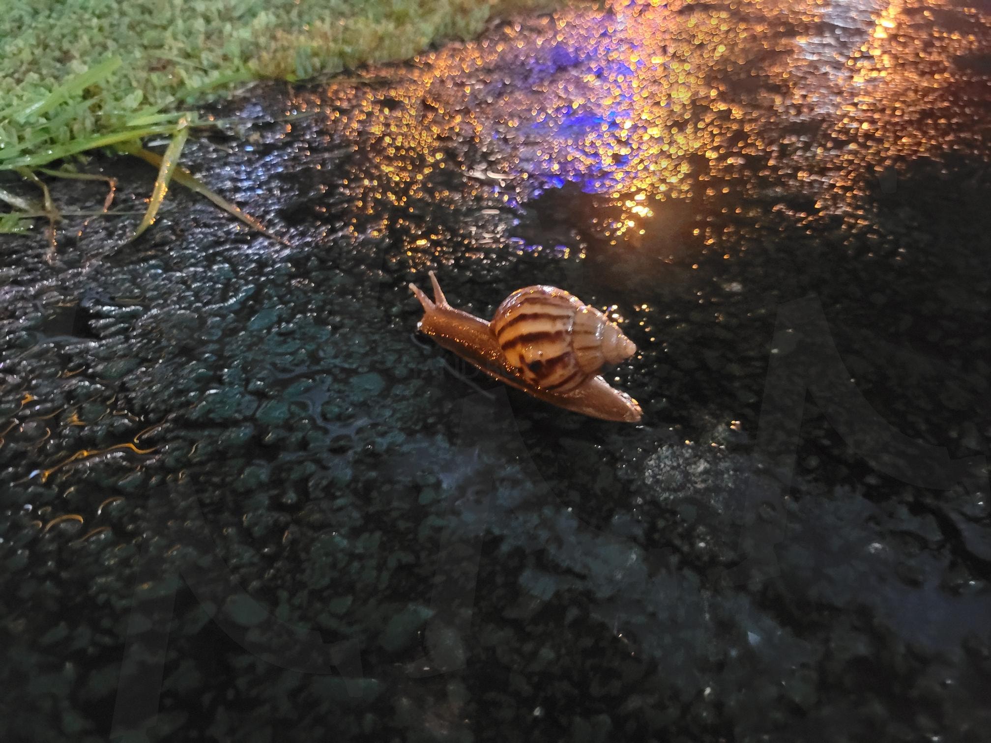 말레이시아 비오는 거리의 달팽이 | 달팽이, 비오는, 비오는거리, 느림, 연체동물, 달팽이집, 느린걸음, 식용달팽이, 무더운 | 스탠바이 STANDBUY 디지털 콘텐츠