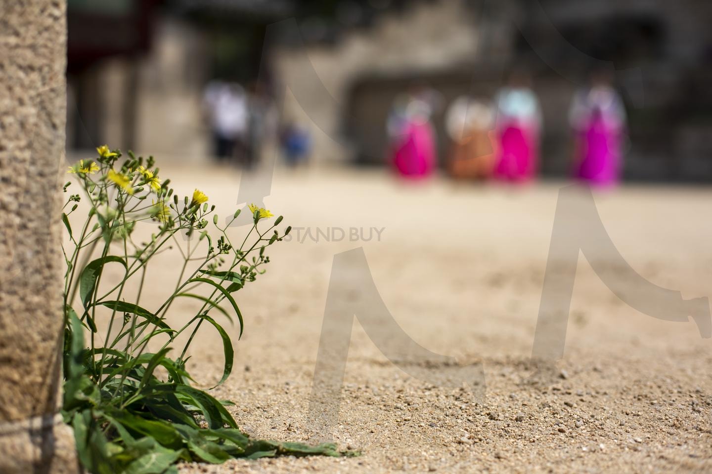 창경궁, 담장 틈의 봄 | 창경궁, 봄, 들꽃, 생명력, 벽돌, 한복, 분홍빛, 야생화, 생동감, 자연 | 스탠바이 STANDBUY 디지털 콘텐츠
