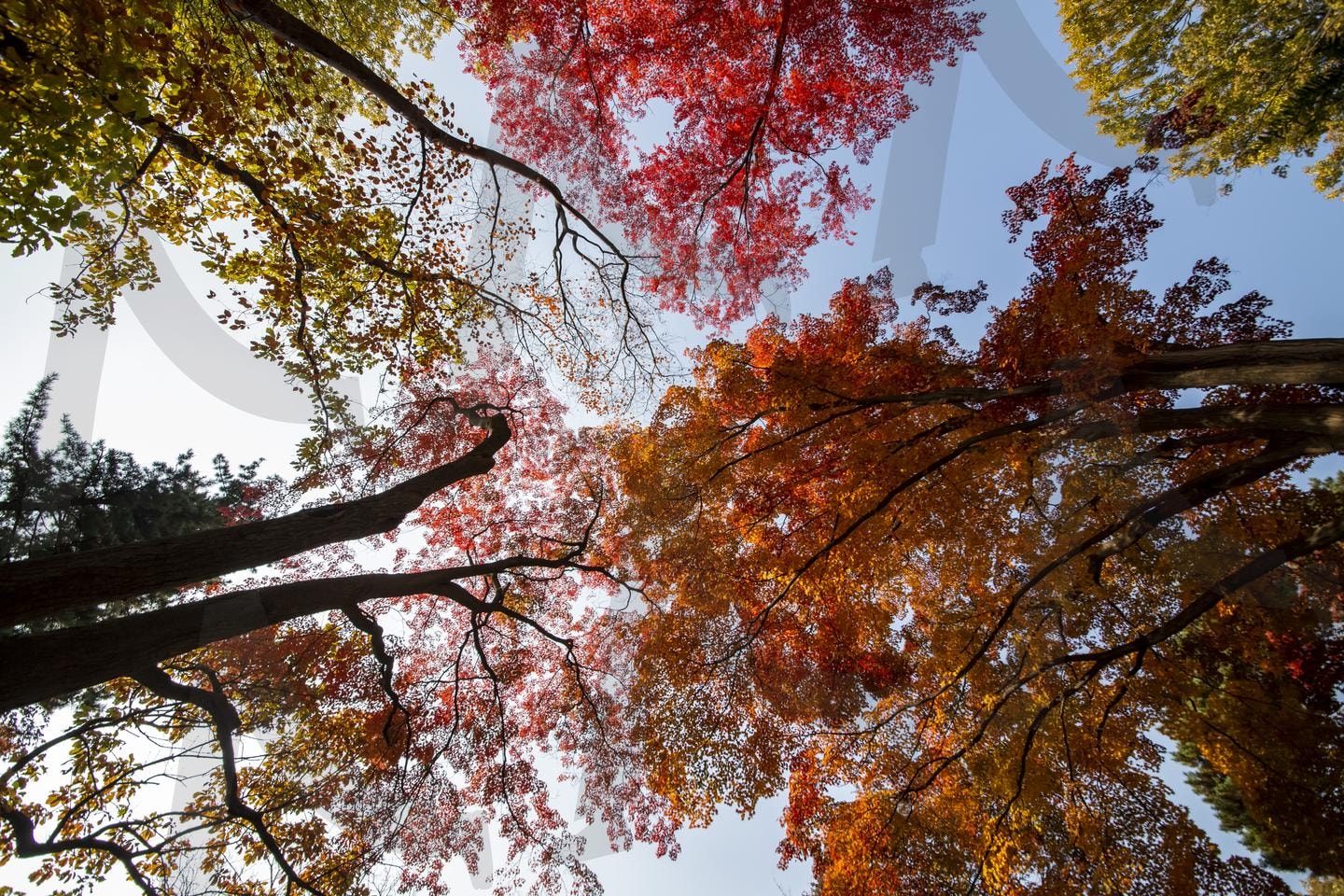 청명한 가을, 오색 단풍의 향연 | 창경궁 단풍, 오색 단풍, 청명한 가을 하늘, 창경궁 가을, 가을 단풍 사진, 가을 풍경, 푸른 하늘과 단풍, 가을 자연 풍경, 단풍과 전통 궁궐, 가을 창경궁 | 스탠바이 STANDBUY 디지털 콘텐츠