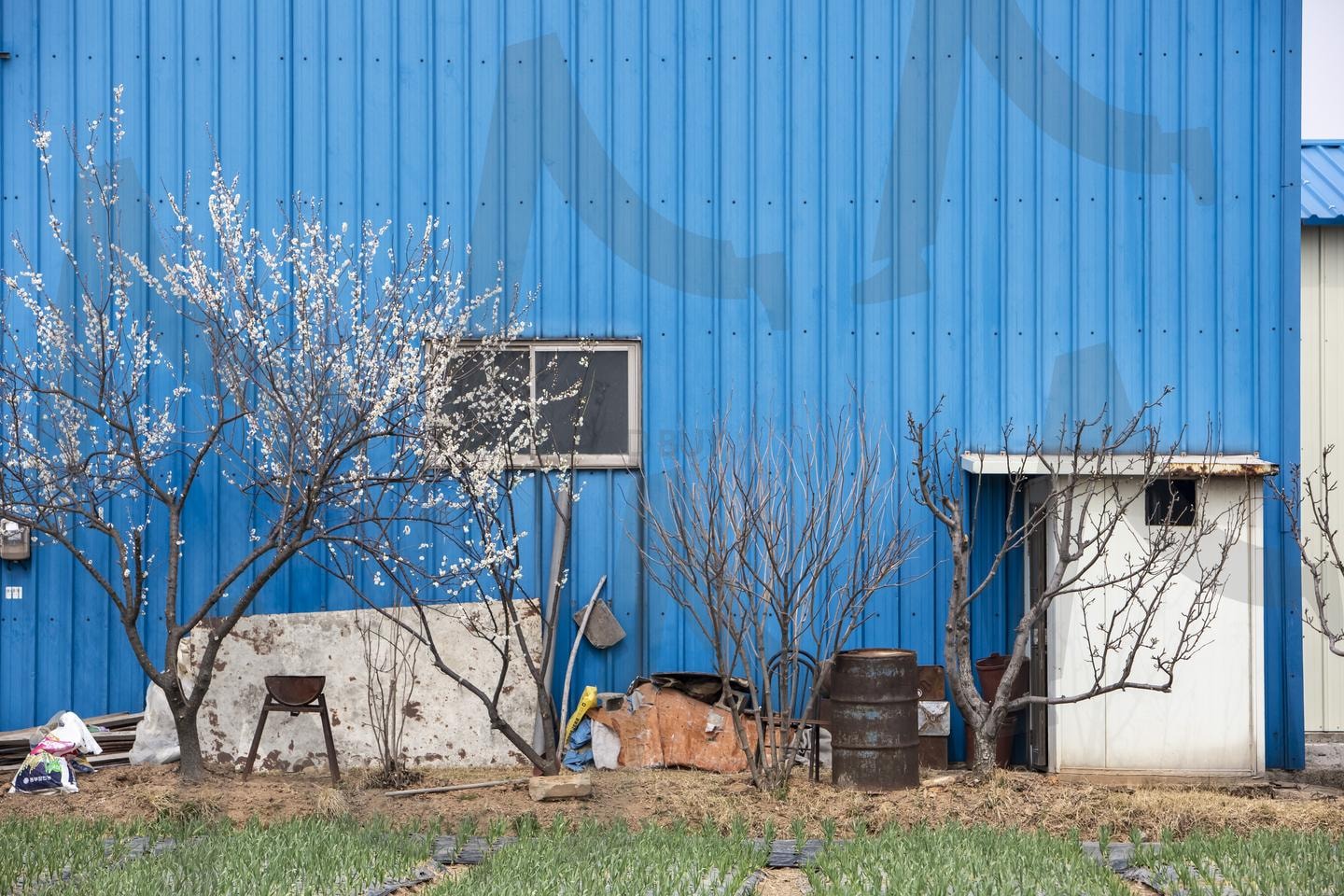 일상의 무질서 속에 숨겨진 의미 | 공장 뒤 벚나무, 공장 풍경, 벚나무 어린 나무, 일상 속 풍경, 무질서한 풍경, 일상의 숨은 의미, 공장 주변 풍경, 도구 | 스탠바이 STANDBUY 디지털 콘텐츠