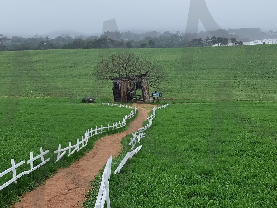 청보리밭길 | 고창, 청보리밭, 힐링, 추억, 남쪽여행코스 | 스탠바이 STANDBUY 디지털 콘텐츠