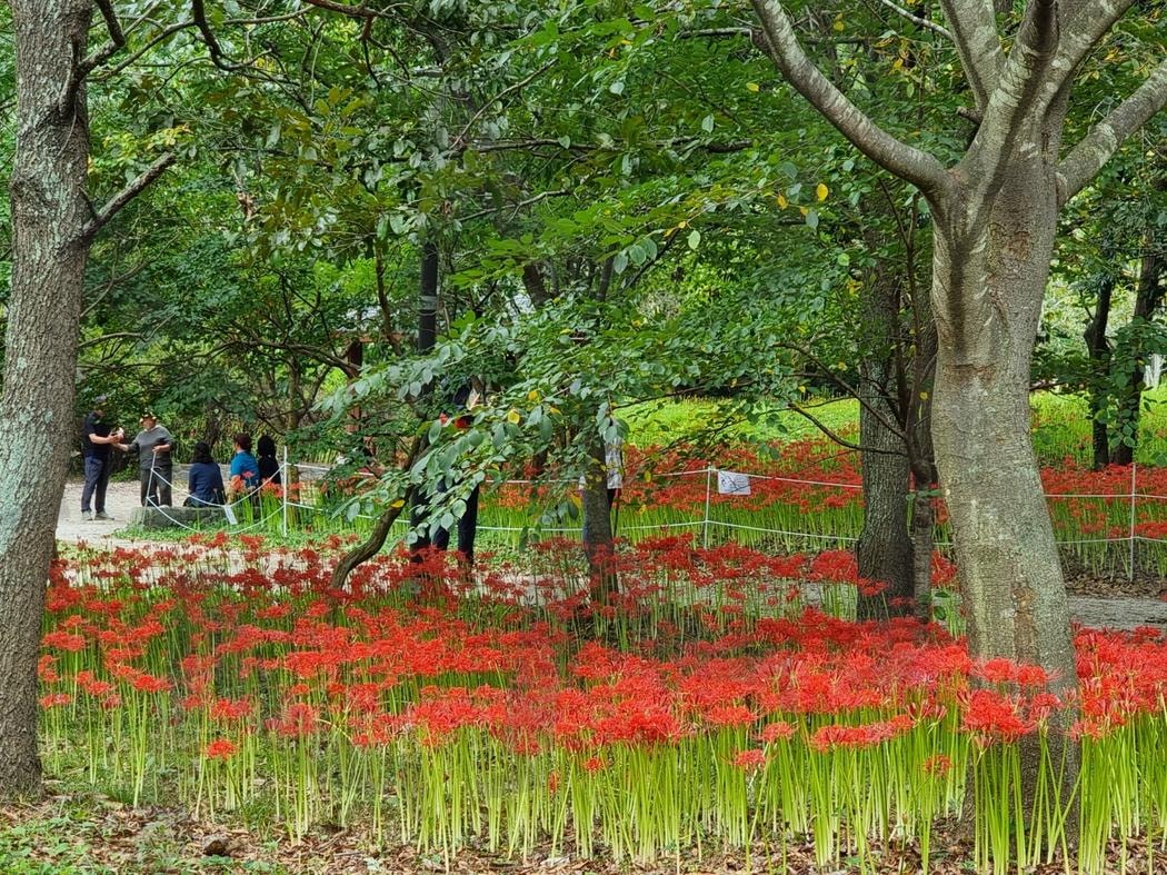 선운사 꽃무릇 | 선운사, 꽃무릇, 상사화, 도립공원, 가을꽃, 고창 | 스탠바이 STANDBUY 디지털 콘텐츠