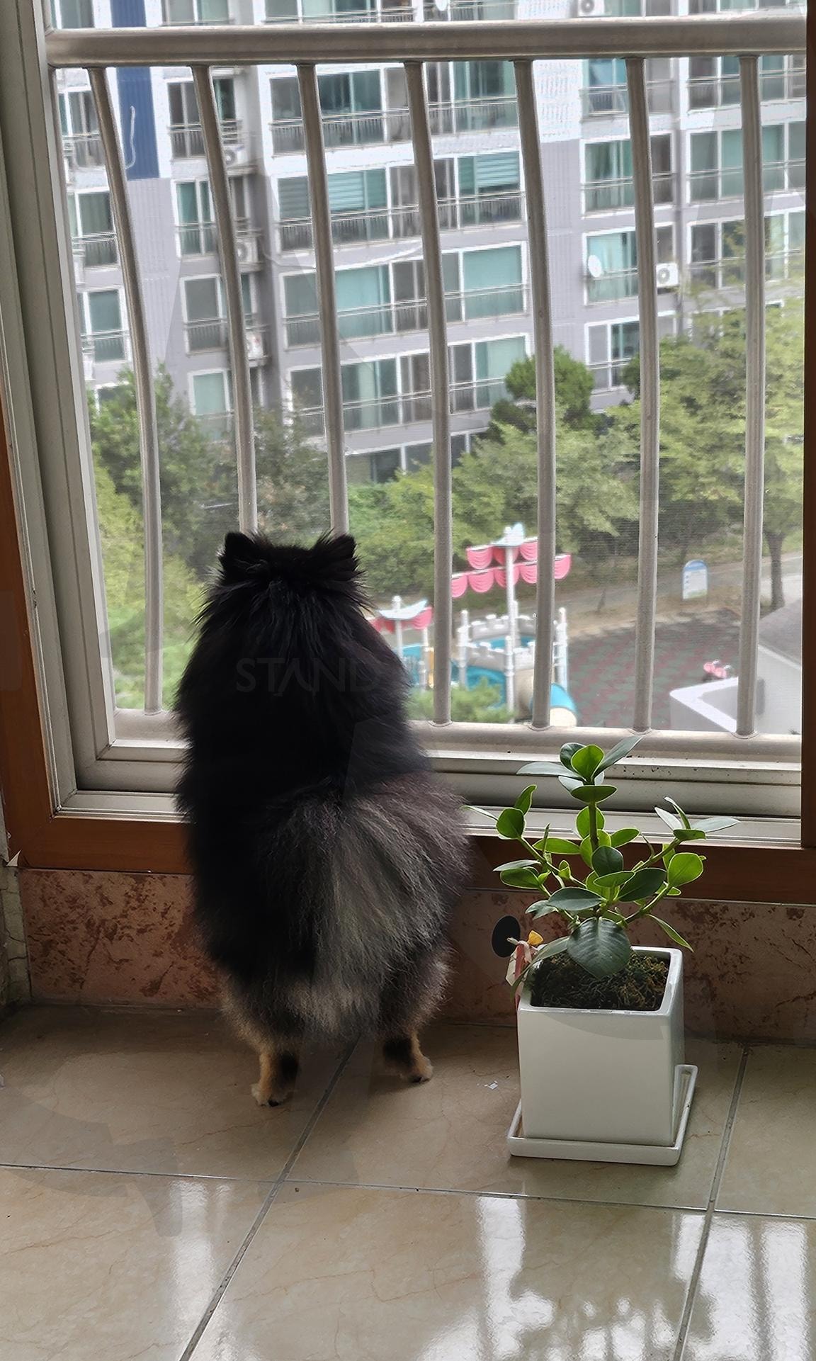 강아지 뒤태 | 강아지, 베란다, 귀여움, 아파트, 블랙탄포메라이언 | 스탠바이 STANDBUY 디지털 콘텐츠
