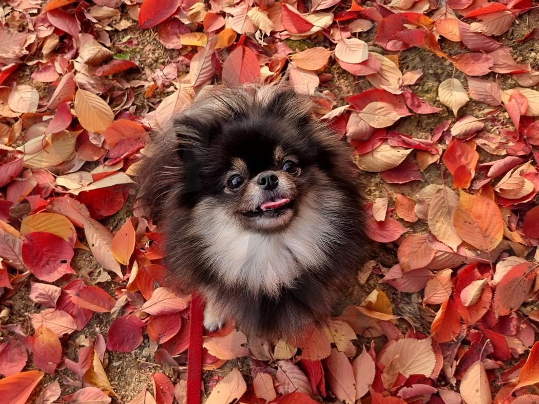 강아지 | 포메라이언, 가을, 단풍, 산책, 행복 | 스탠바이 STANDBUY 디지털 콘텐츠