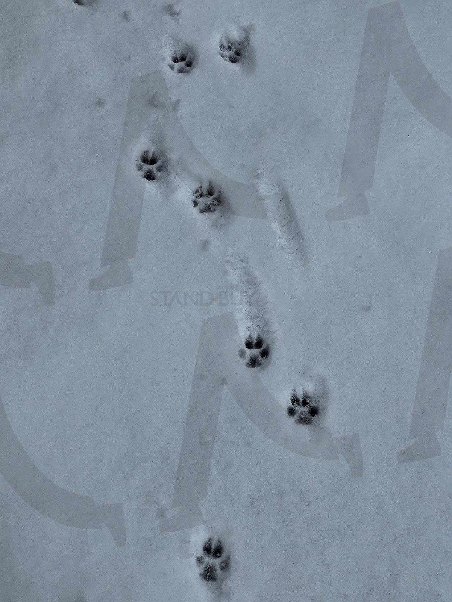 귀여운 발자국 | 눈, 겨울, 발자국, 강아지, 귀요미 | 스탠바이 STANDBUY 디지털 콘텐츠