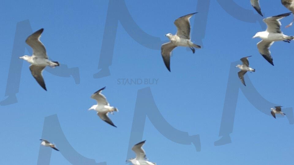 갈매기 | 갈매기, 하늘, 친구, 날개, 동행 | 스탠바이 STANDBUY 디지털 콘텐츠