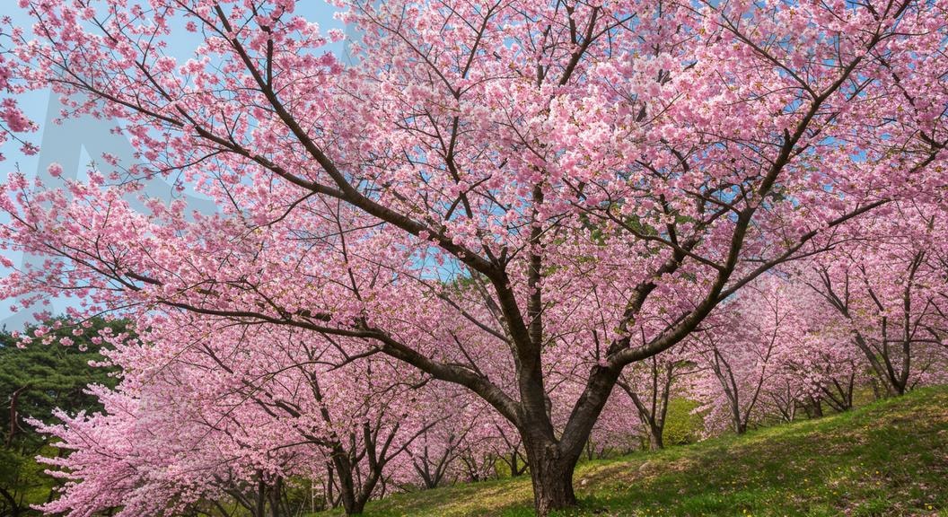 벚꽃풍경 | 경치, 자연, 한국, 벚꽃축제, 나무, 하늘, 꽃, 호수, 숲, 여름, 녹색, 단풍, 산, 봄, 잔디, 분홍색, 축제, 베경화면, 풍경화면, 아름다움, 절경, ai | 스탠바이 STANDBUY 디지털 콘텐츠